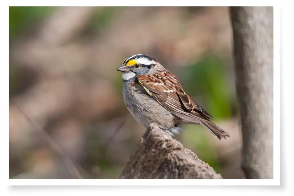 a white-throated sparrow perched on a log