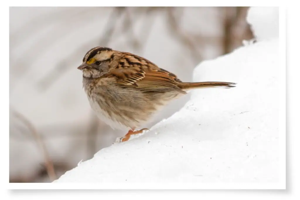 one of the common new england bird calls, a white-throated sparrow in the snow