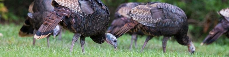 wild turkeys feeding on grass