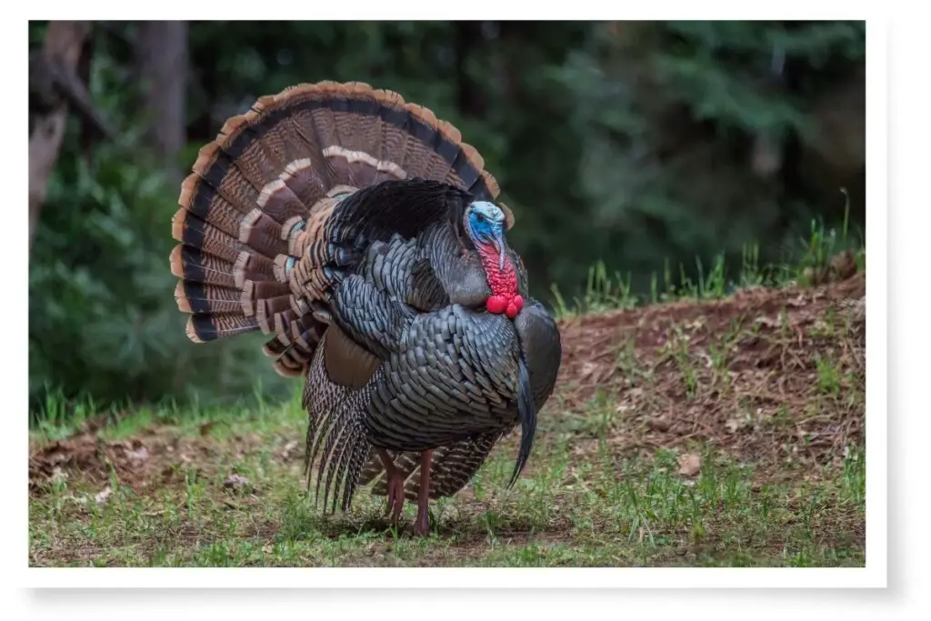 new england bird calls - a wild turkey walking on grass