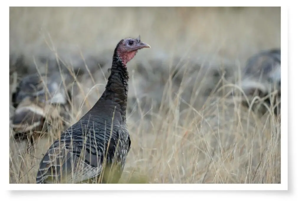 a female wild turkey standing in tall dry grass