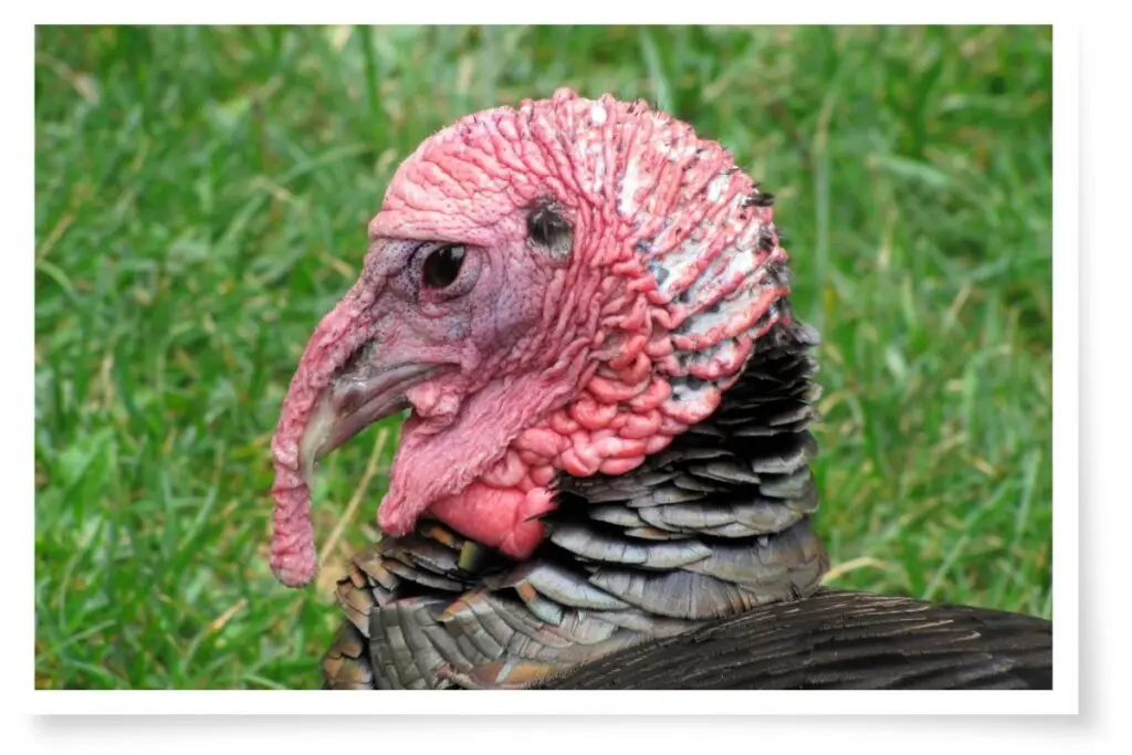 a close-up of the head of an adult male wild turkey