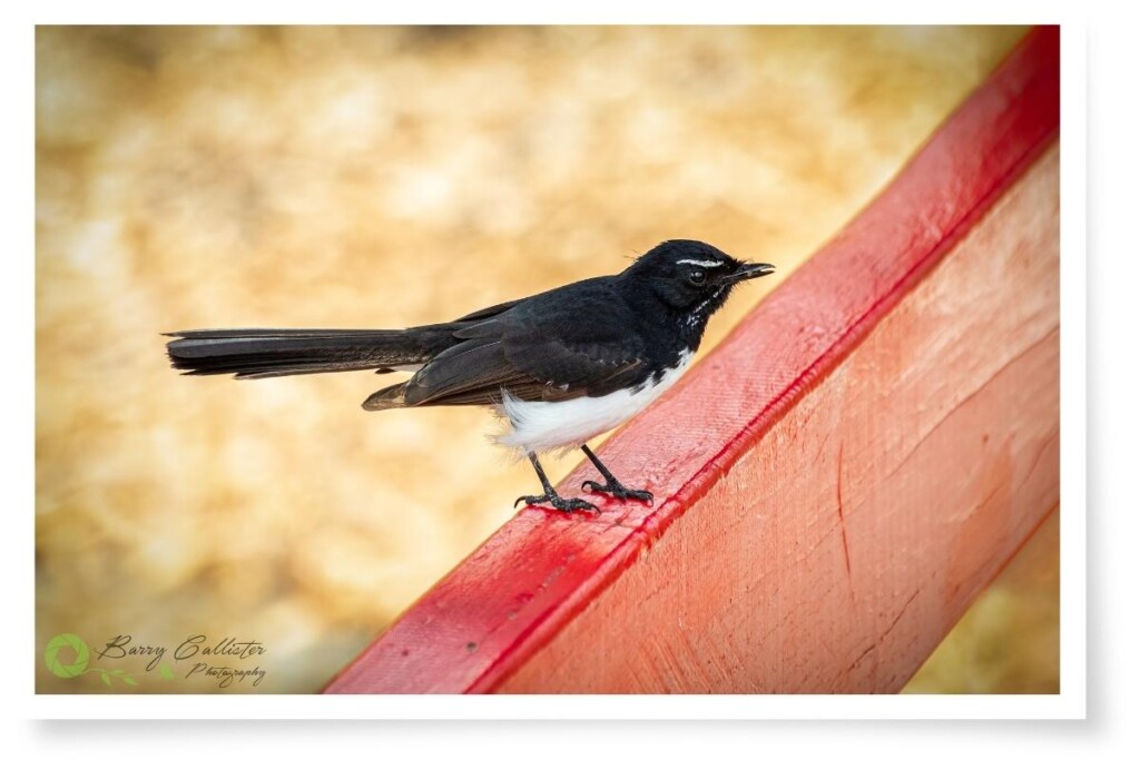 a Willie Wagtail bird perched on a red wooden fence railing