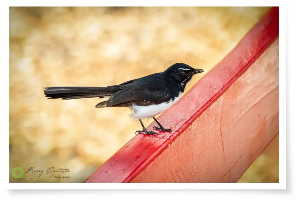 a Willie Wagtail bird perched on a red wooden fence railing