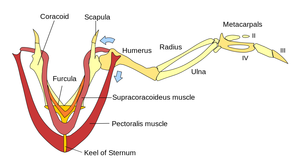 a diagram of the sternum and wing bones of a bird