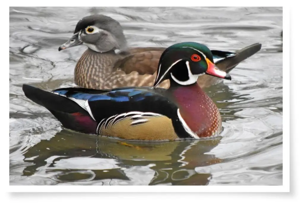 a male and female wood duck in water
