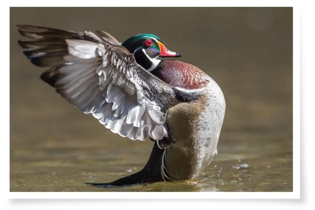 a male wood duckl with its wings back and chest pushed out