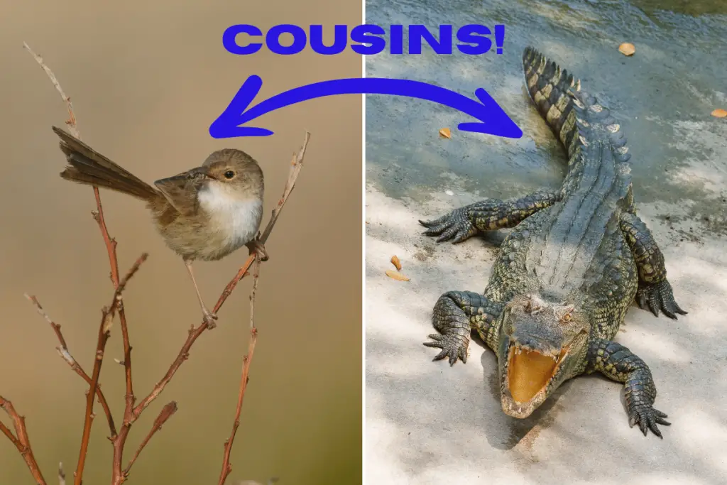 a wren on the left and a crocodile on the right with blue arrows pointing between them and the text "cousins" above