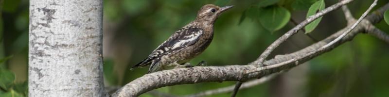 a yellow-bellied sapsucker bird perched on a branch