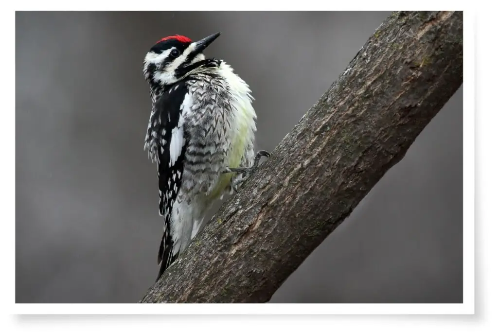 new enlgand bird calls - a yellow-bellied sapsucker perched on a branch