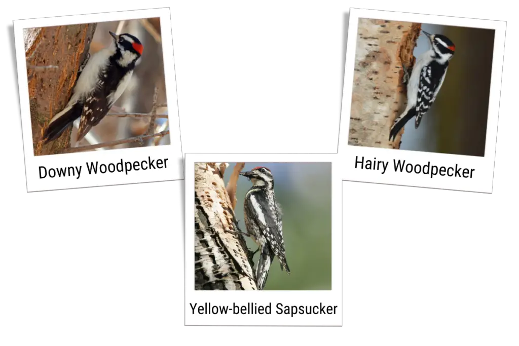a downy woodpecker, hairy woodpecker, and a yellow-bellied sapsucker