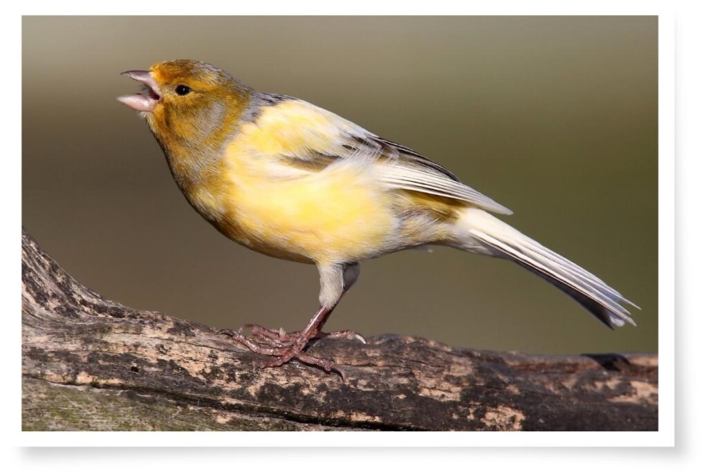 a Yellow Canary perched on a branch singing