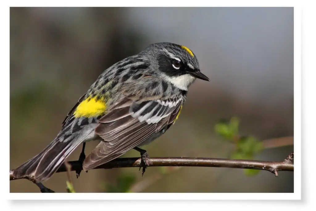 one of the common new england bird calls, a myrtle warbler perched on a branch