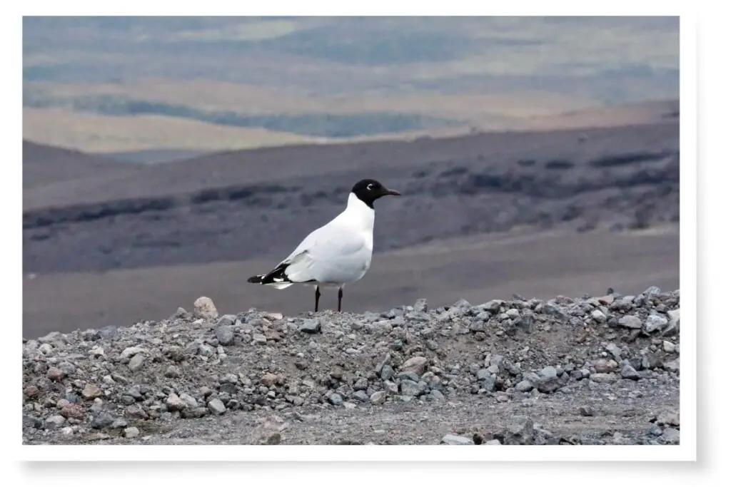 andean gull standing on a rocky hill with rocky hills in the background