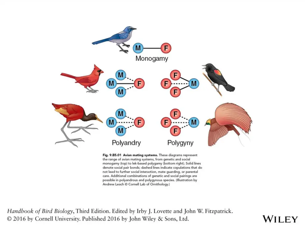 diagram showing the pair bonding of different bird mating systems