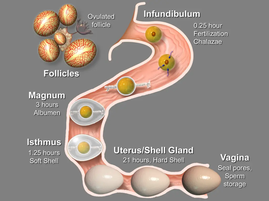 a diagram on the female avian oviduct showing the stages of egg development as it moves through the oviduct