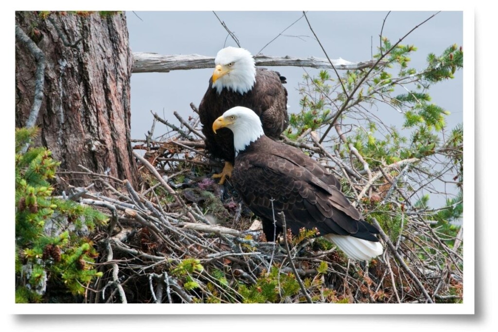 a pair of Bald Eagles in the nest