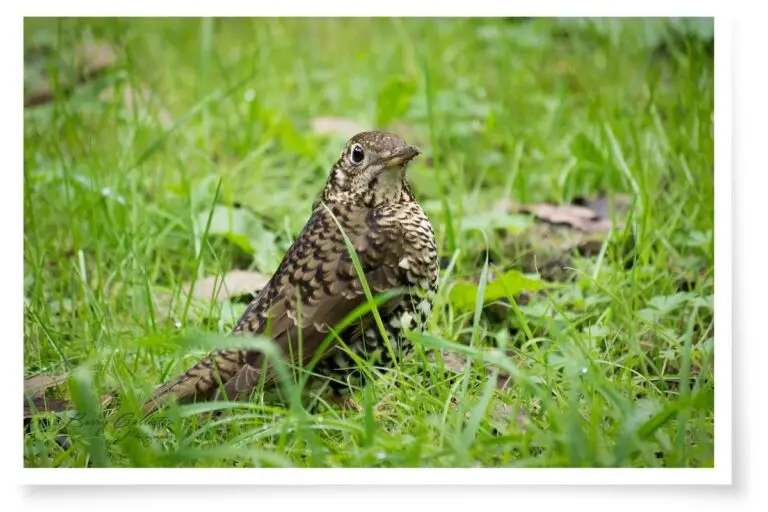 How Do Birds Clean Themselves? All the fascinating facts