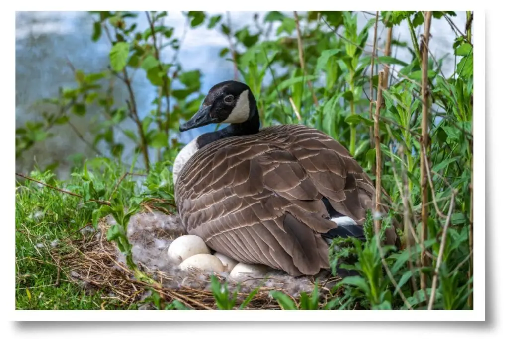 canada goose sitting on eggs on the edge of green brush