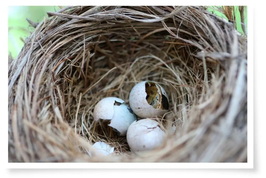 broken bird eggs in a nest