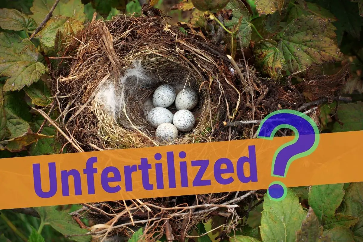 Do All Birds Lay Unfertilized Eggs? - The answer may surprise you