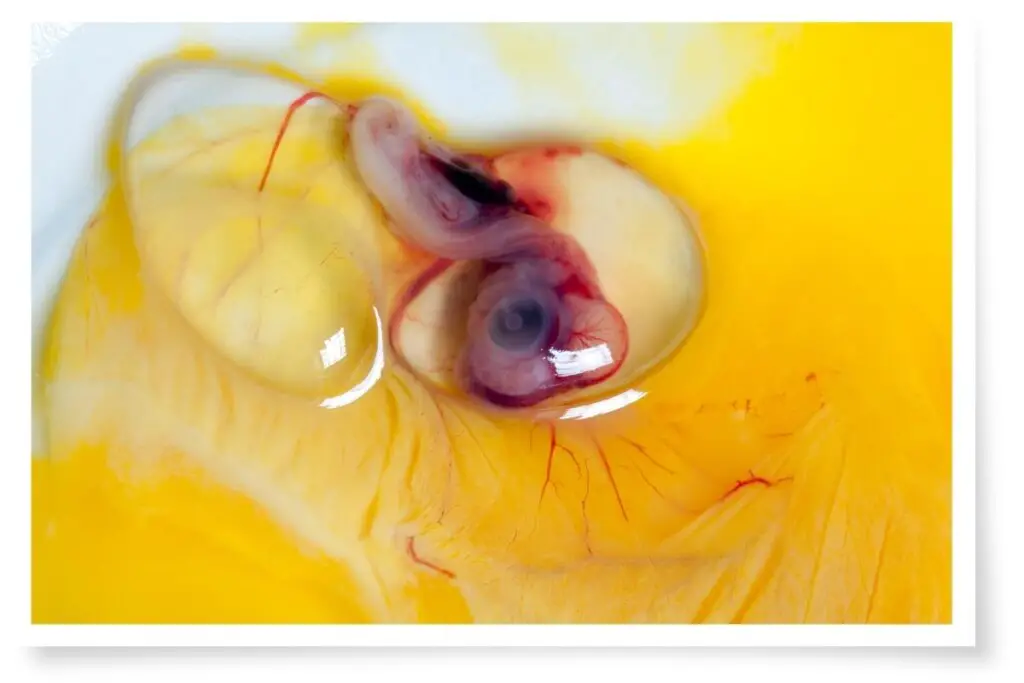 a 9-day old duck embryo inside the egg