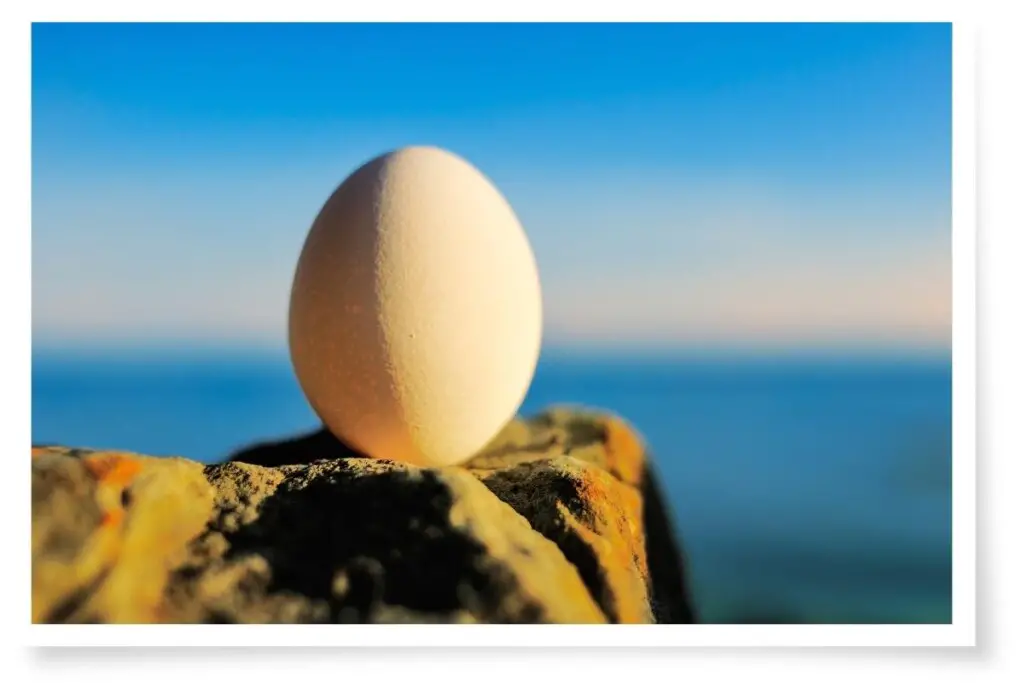 a bird egg balancing on a rock