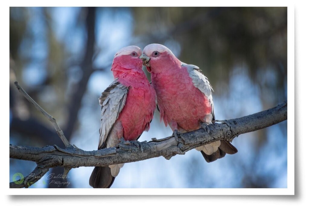 pair of pink galahs kissing in a tree