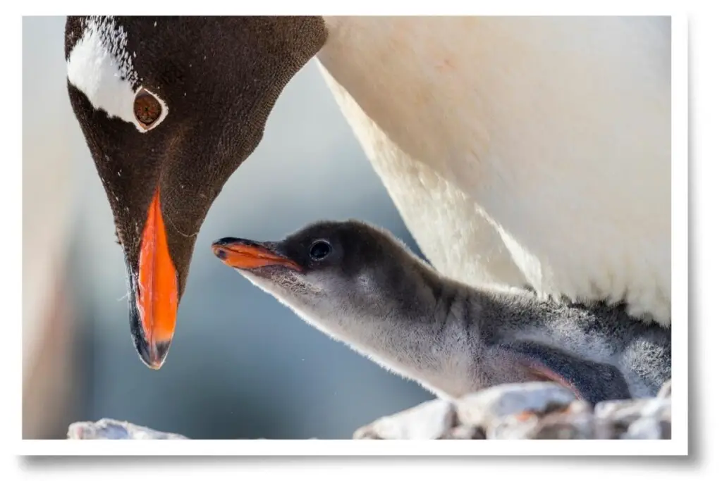 a gentoo penguin with a fluffy chick