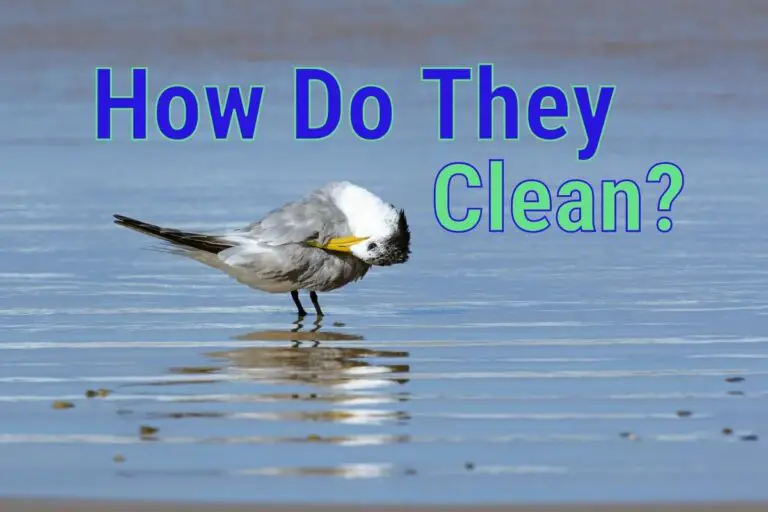 how-do-birds-clean-themselves-all-the-fascinating-facts