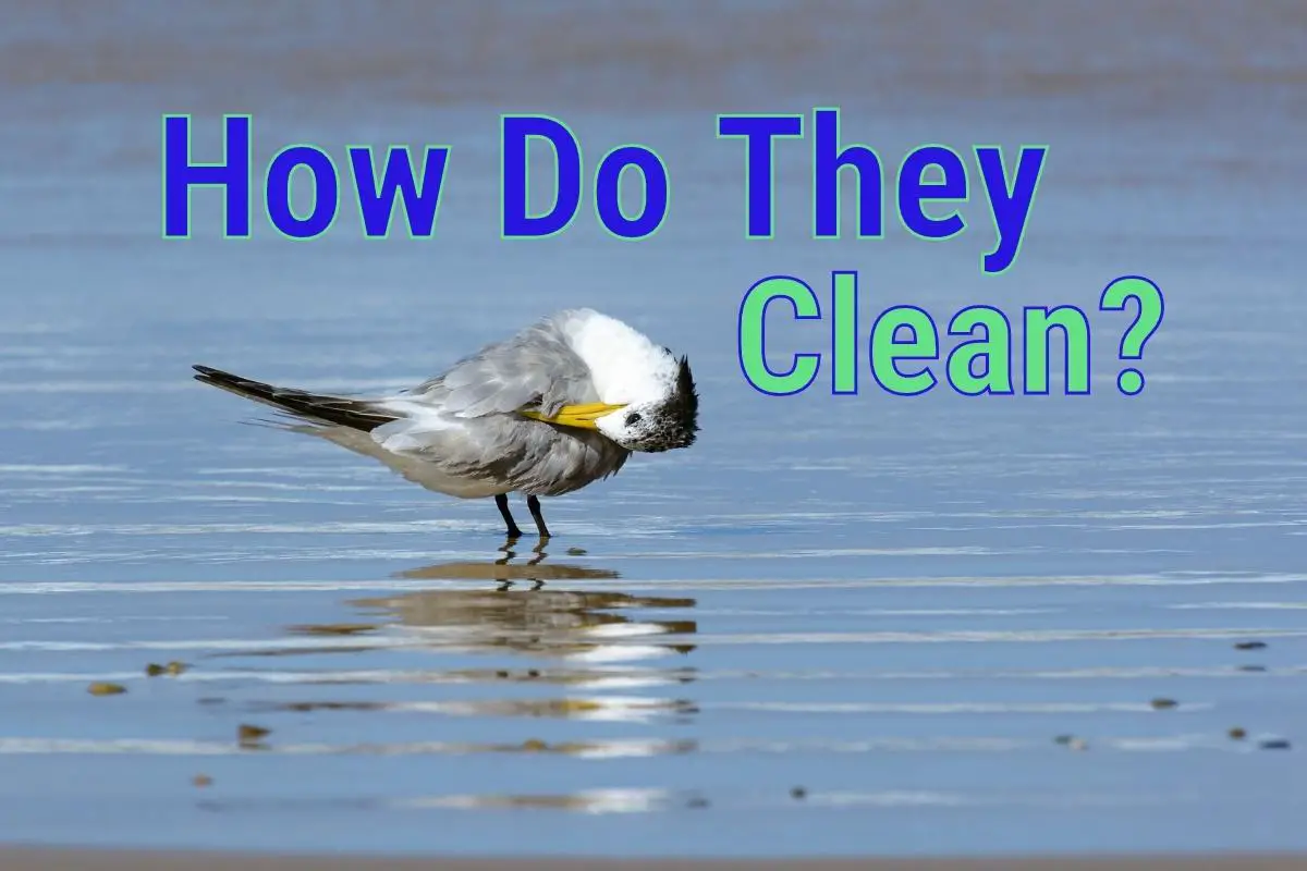 How Do Birds Clean Themselves? - All The Fascinating Facts