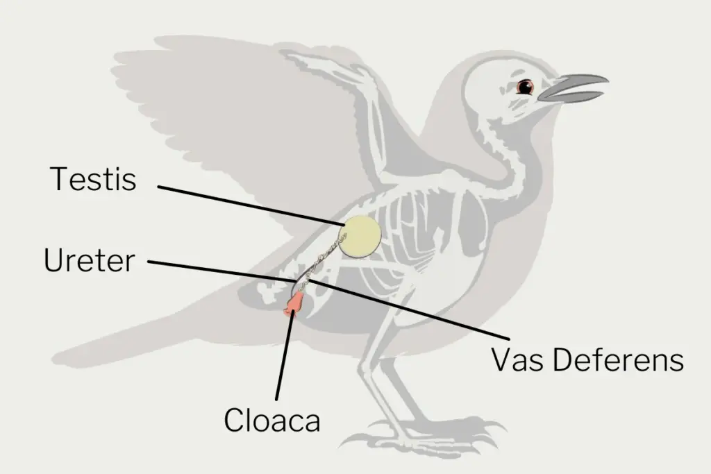 an info graphic showing the reproductive system of a male bird