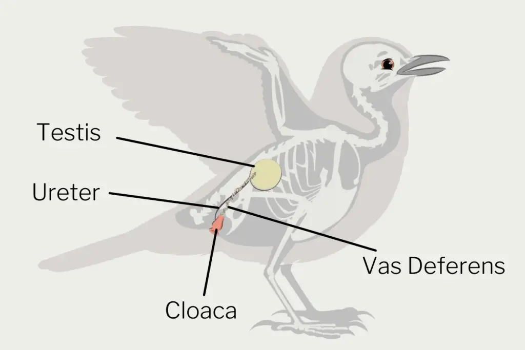 Do All Birds Lay Unfertilized Eggs? The answer may surprise you