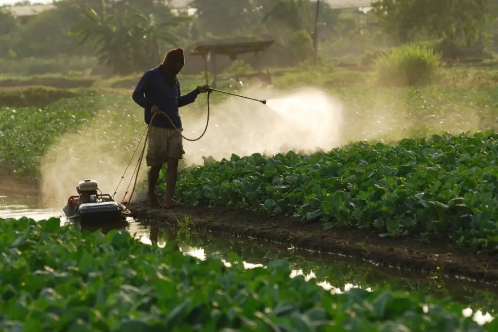 a man spraying a crop with chemicals -one thing that can cause birds to lay unfertilized eggs