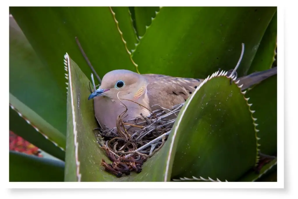 a Mourning Dove nesting in an aloe vera plant