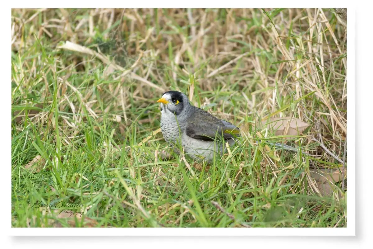 noisy-miner-vs-indian-myna-who-would-win-the-fight