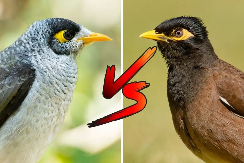 noisy-miner-vs-indian-myna-who-would-win-the-fight