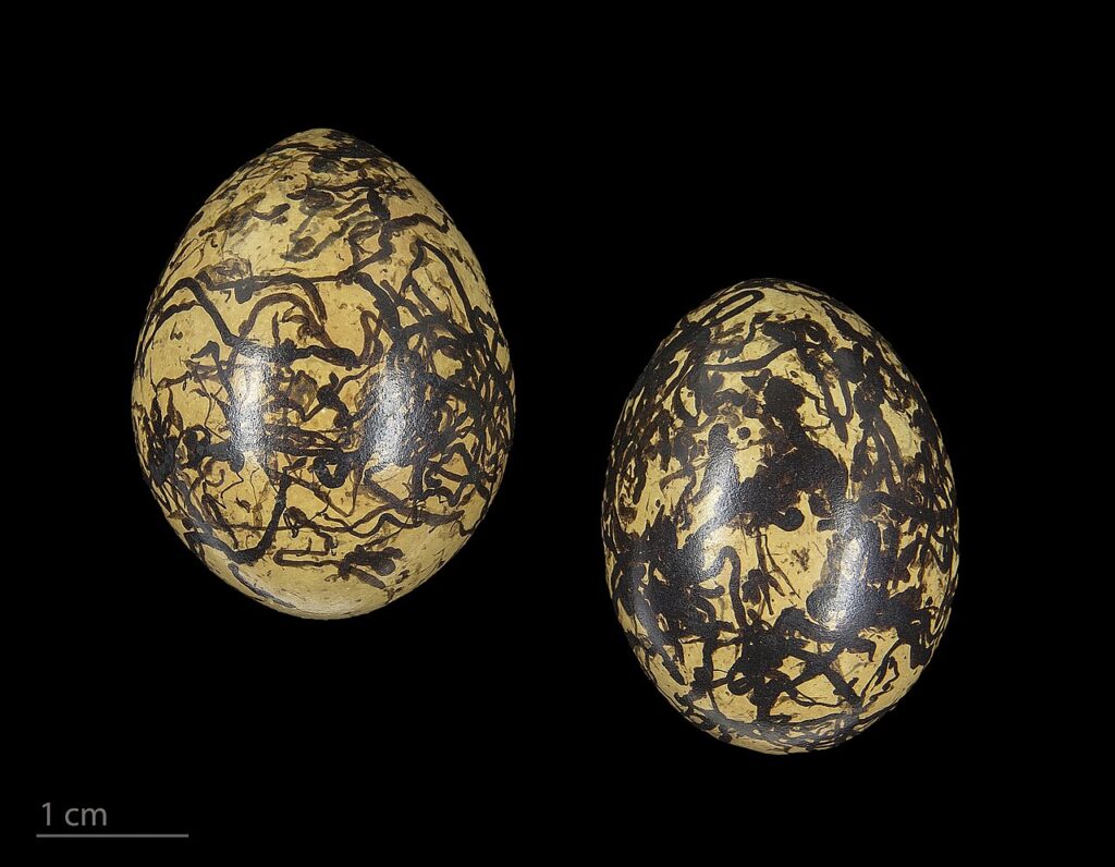 two northern jacana eggs on a black background the eggs are tan with black worm-like streaks