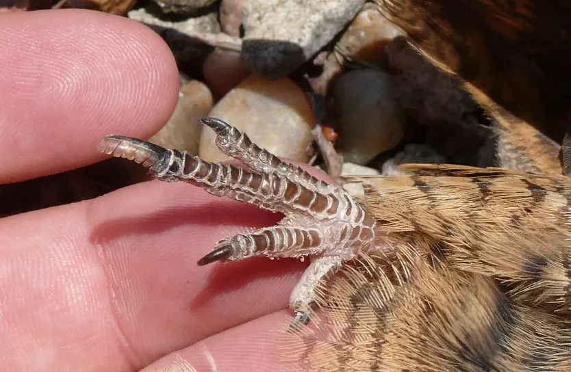 How Do Birds Clean Themselves? All the fascinating facts