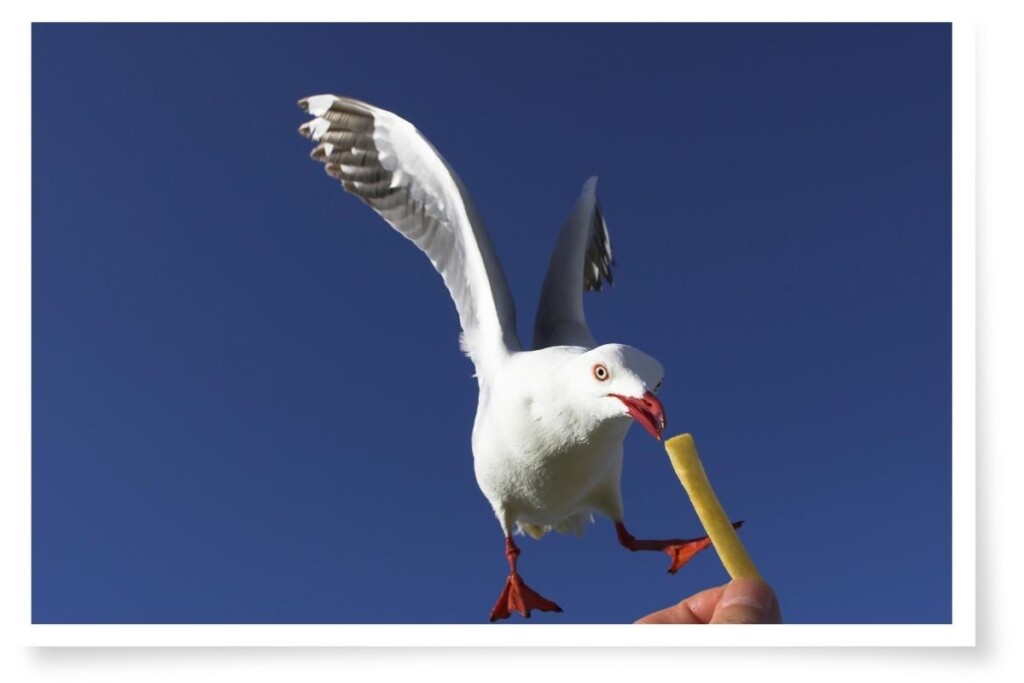 silver gull in flight taking a chip from a man's hand