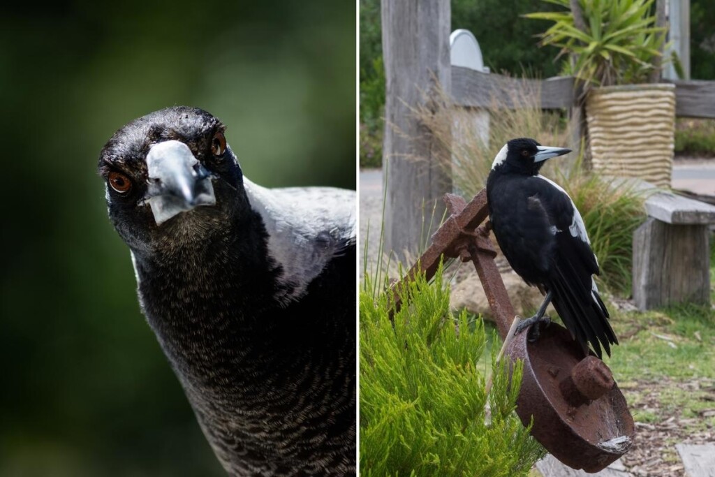 two images of australian magpies. on the left is one with an out of focus background and on the right is one with background in focus.