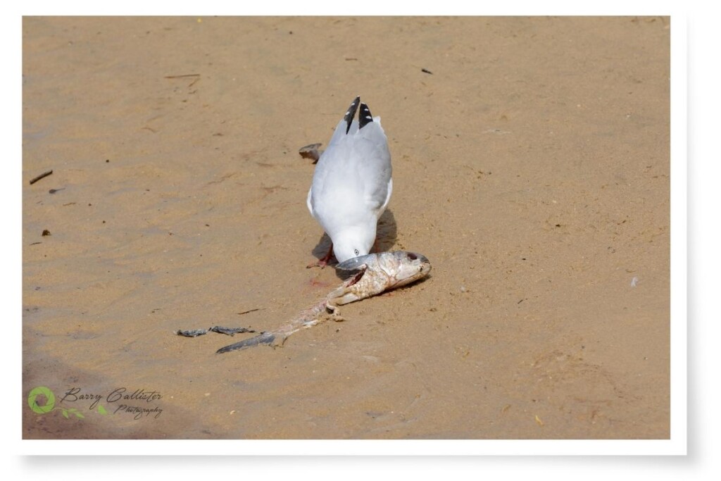 silver gull eating a dead fish on the sand