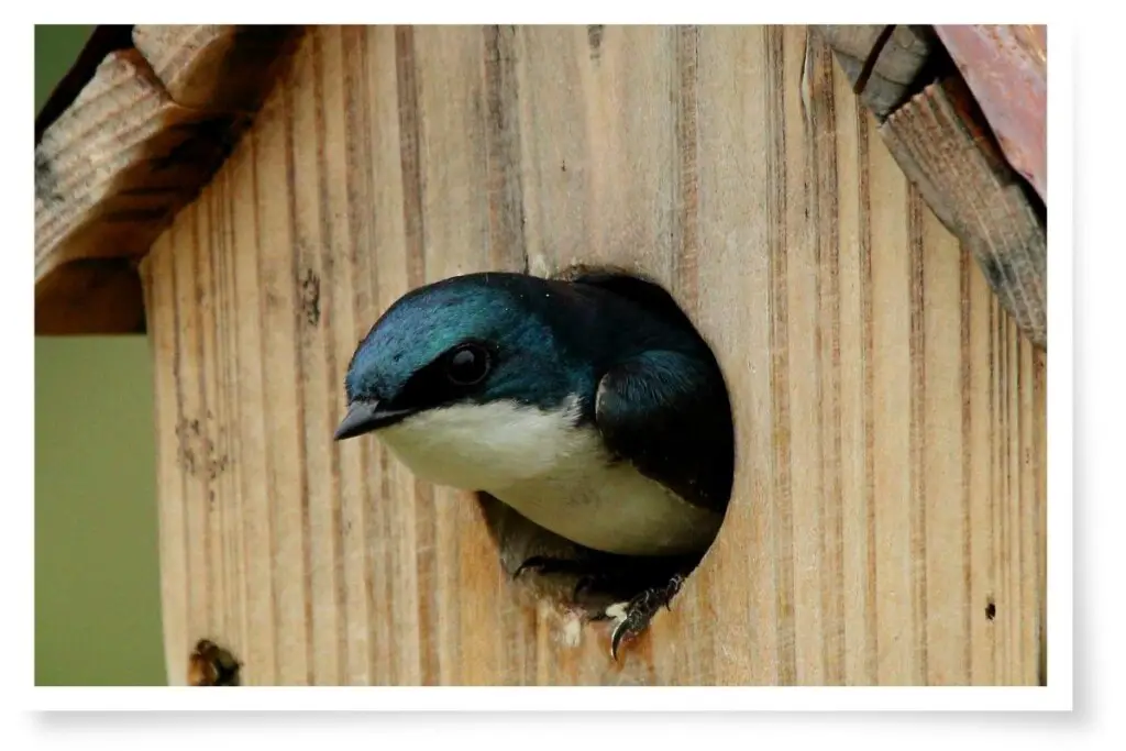 a tree swallow peeking out of a nest box