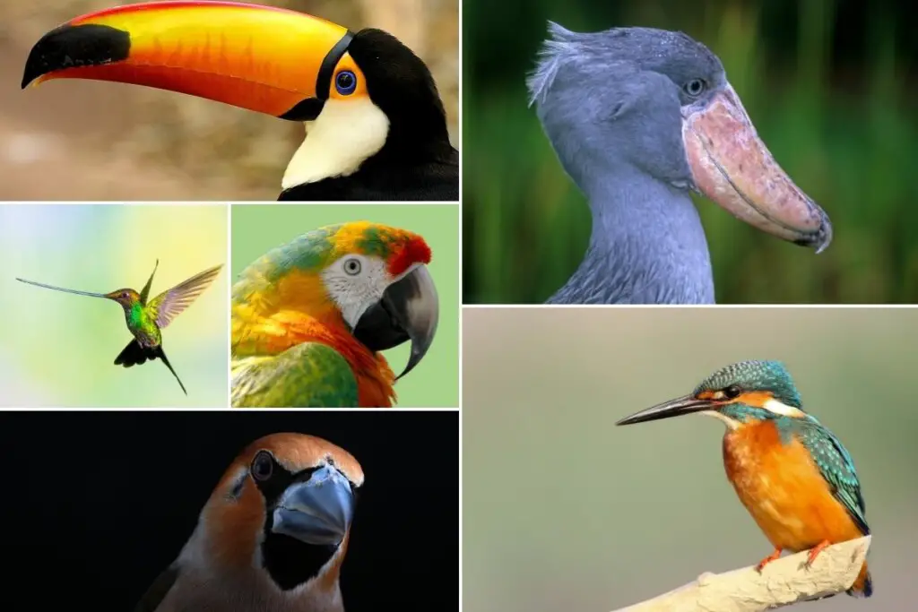 a collage of  six different bird species showing how their bills are different. there is a toucan, a shoebill, a sword-billed hummingbird, a parrot, a kingfisher, and a grosbeak