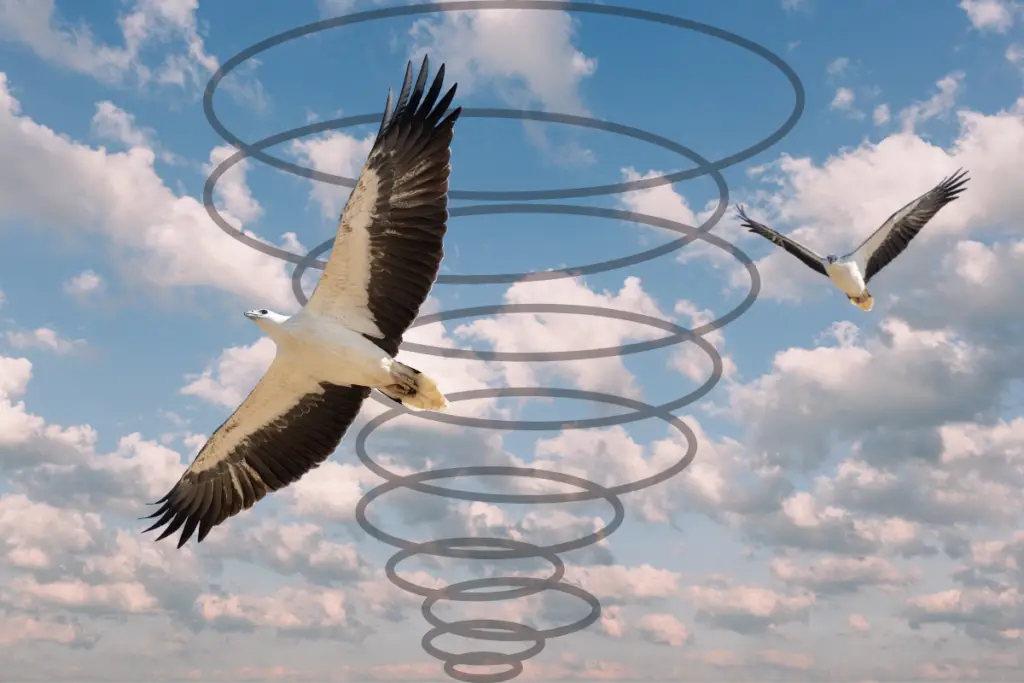 Finally Revealed! All the reasons why birds fly in circles