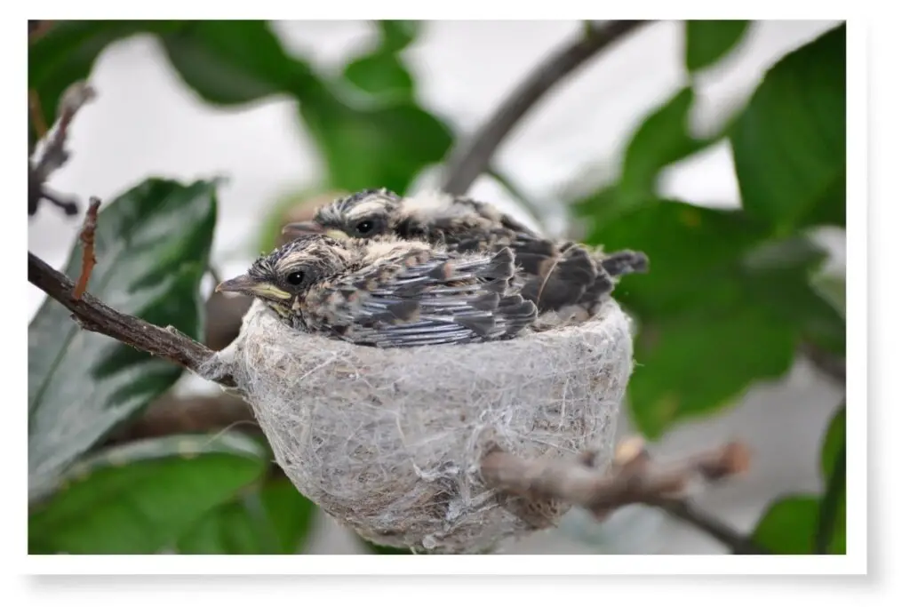 two Willie Wagtail fledglings huddled in a nest