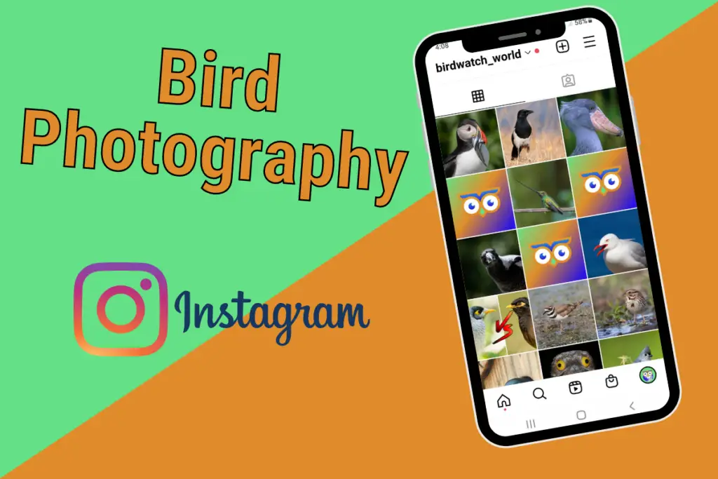 Discover The Most Amazing Bird Photography On Instagram In 2022