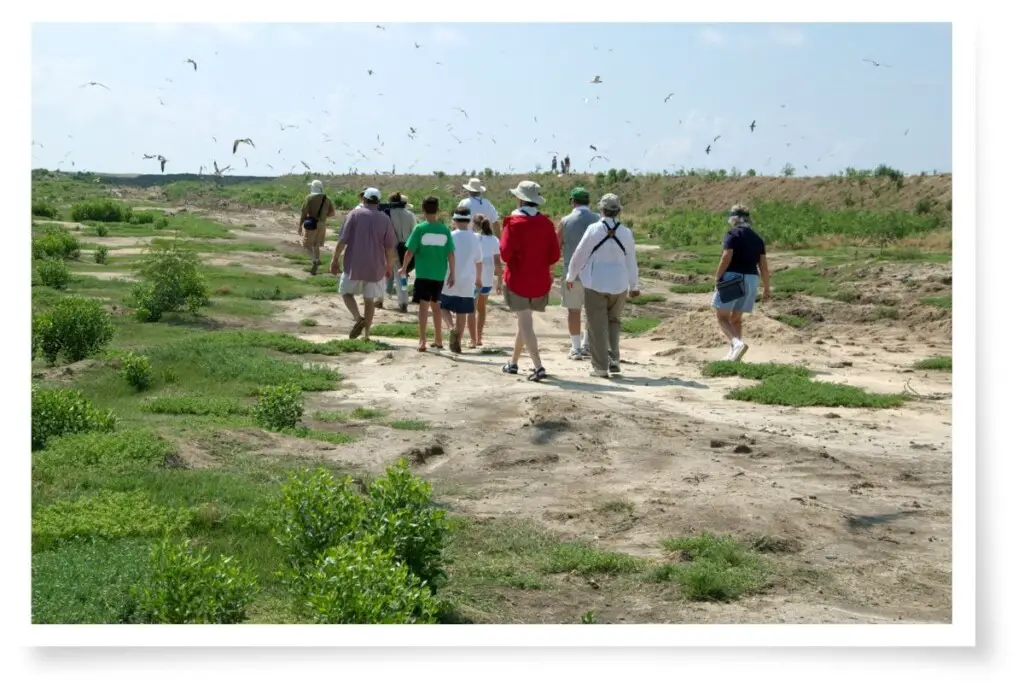 a group of bird watchers walking in a field with birds flying all around