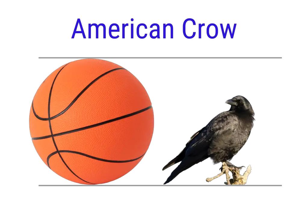 an infographic comparing the size of an American crow to a basketball