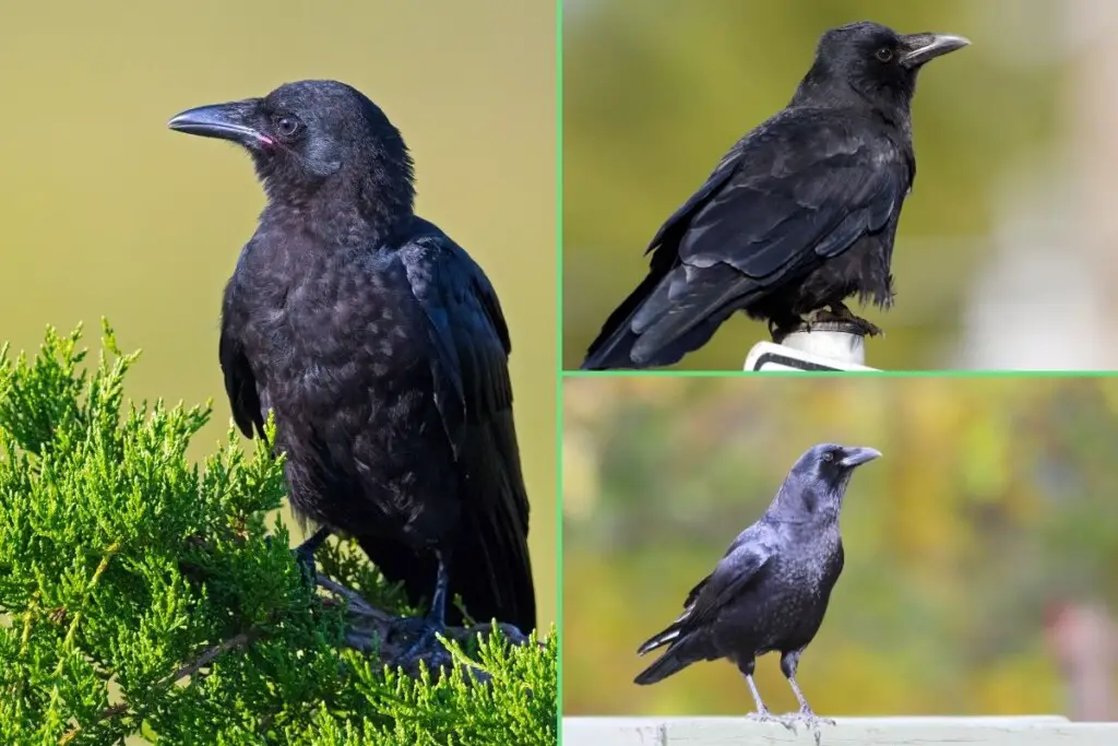 three images of American Crows